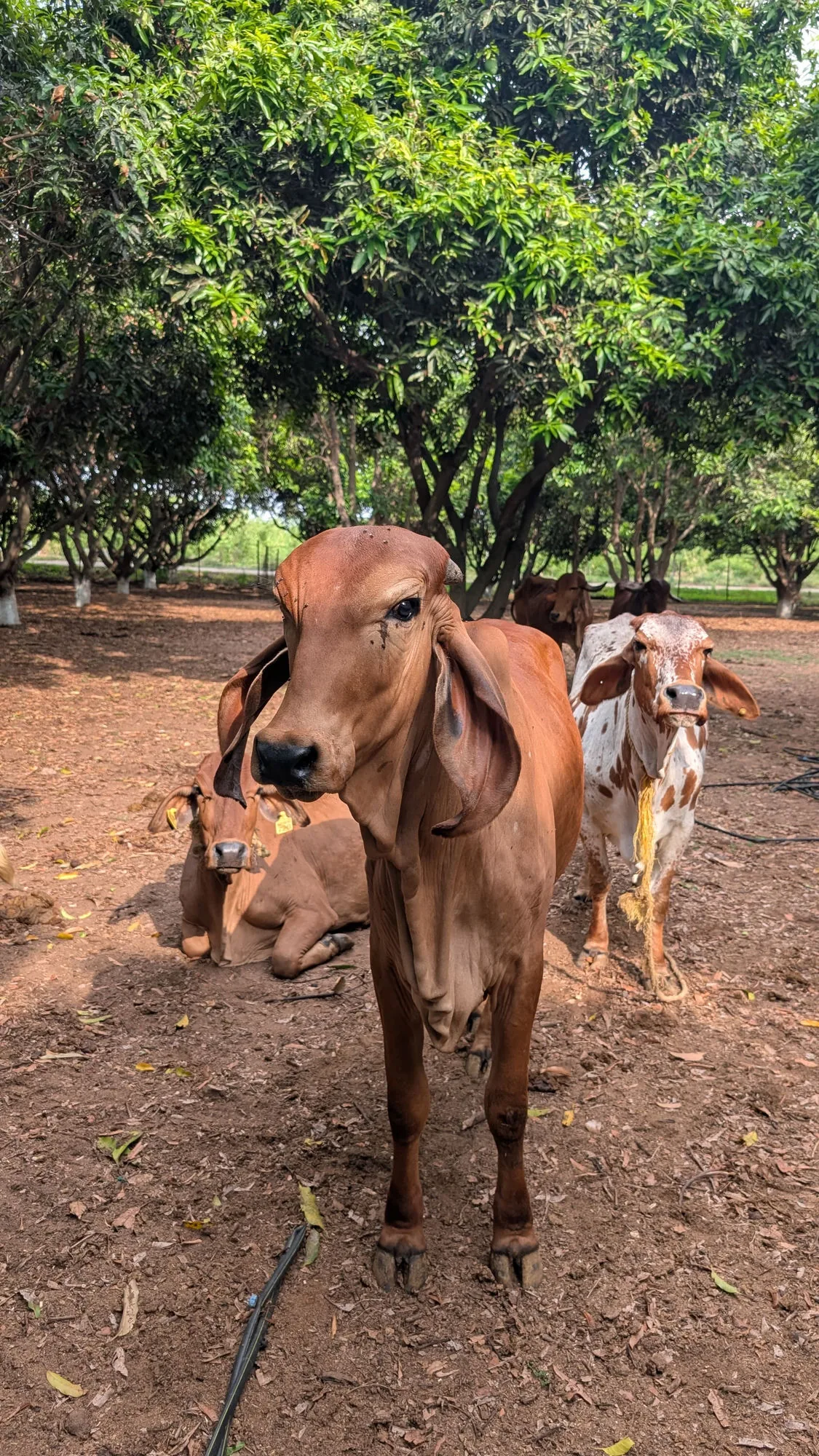 A garlanded Gir cow with marigold flowers and brass bells, looking gently at the viewer