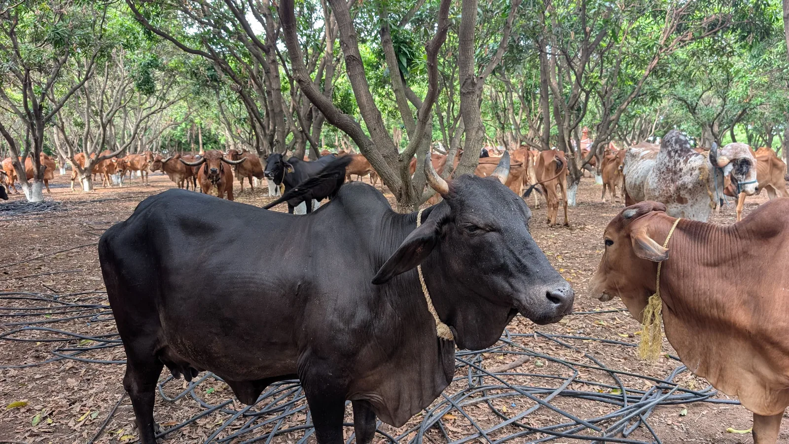 Indigenous cows of different breeds and colours together in the Kāmya orchard