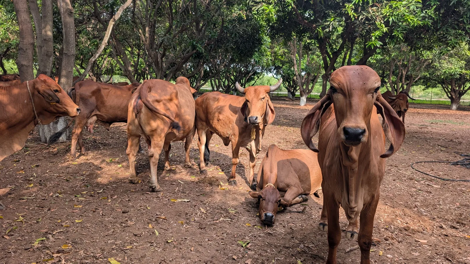 A gentle Gir cow with long floppy ears looking at the camera in the Kāmya mango orchard