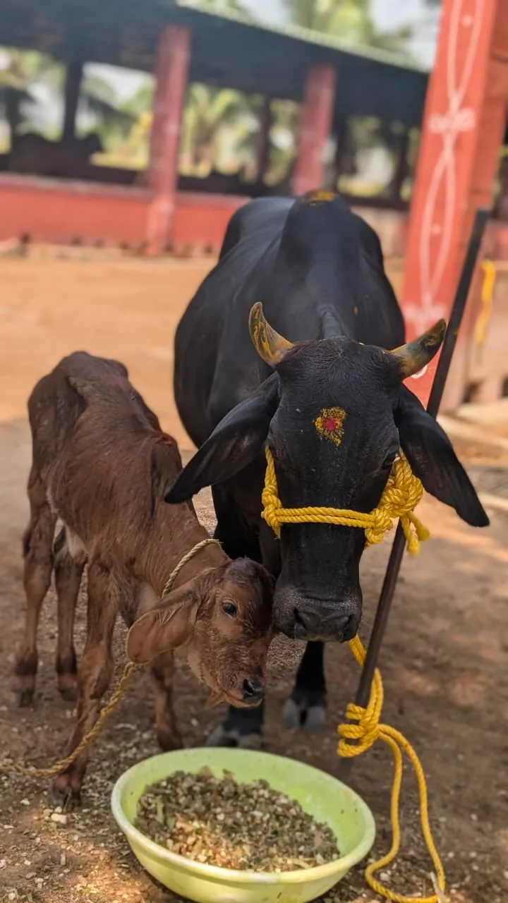 A man in white offering fresh green fodder to a Gir cow beside a red wall