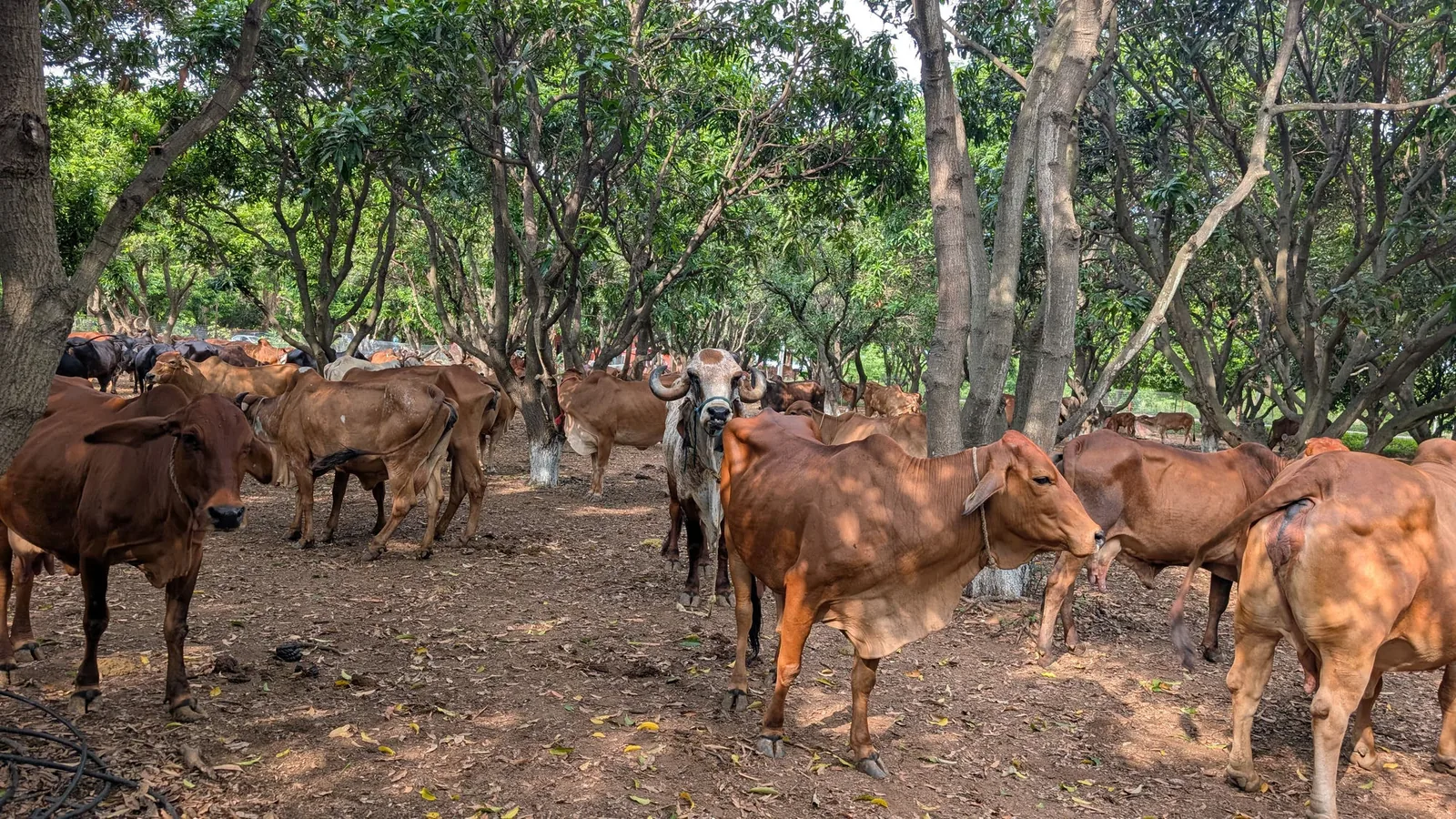 The Kāmya herd resting under mango trees