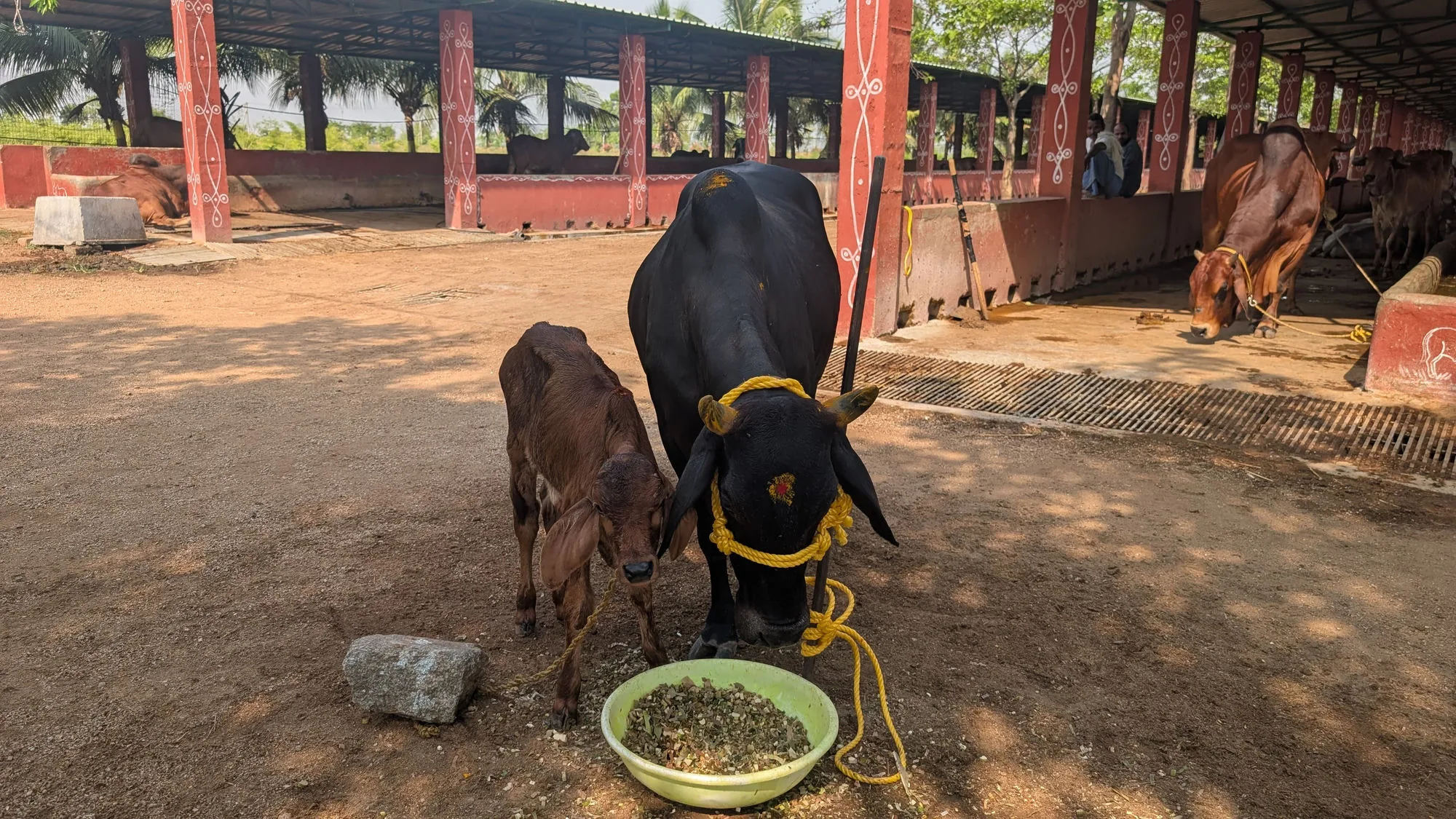 A black mother cow and her brown calf sharing a bowl of feed at the Kāmya gaushala
