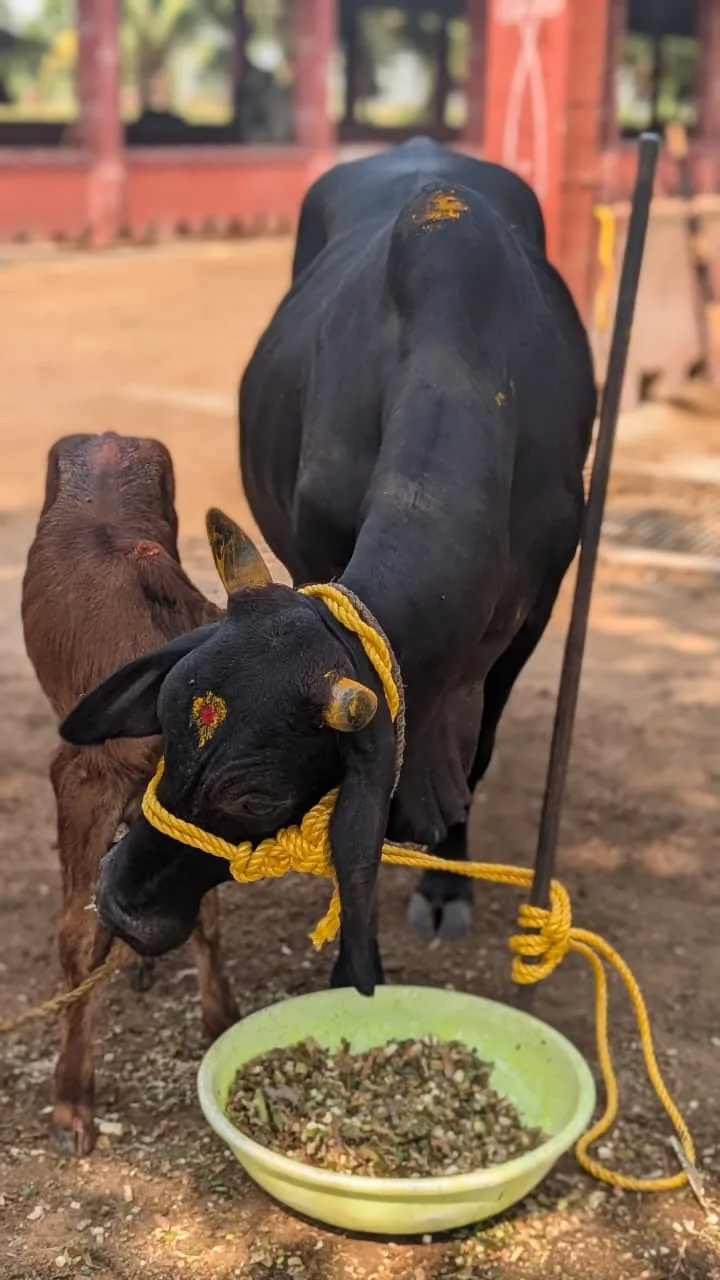 A grandmother offering a chapati to a white cow at her doorstep