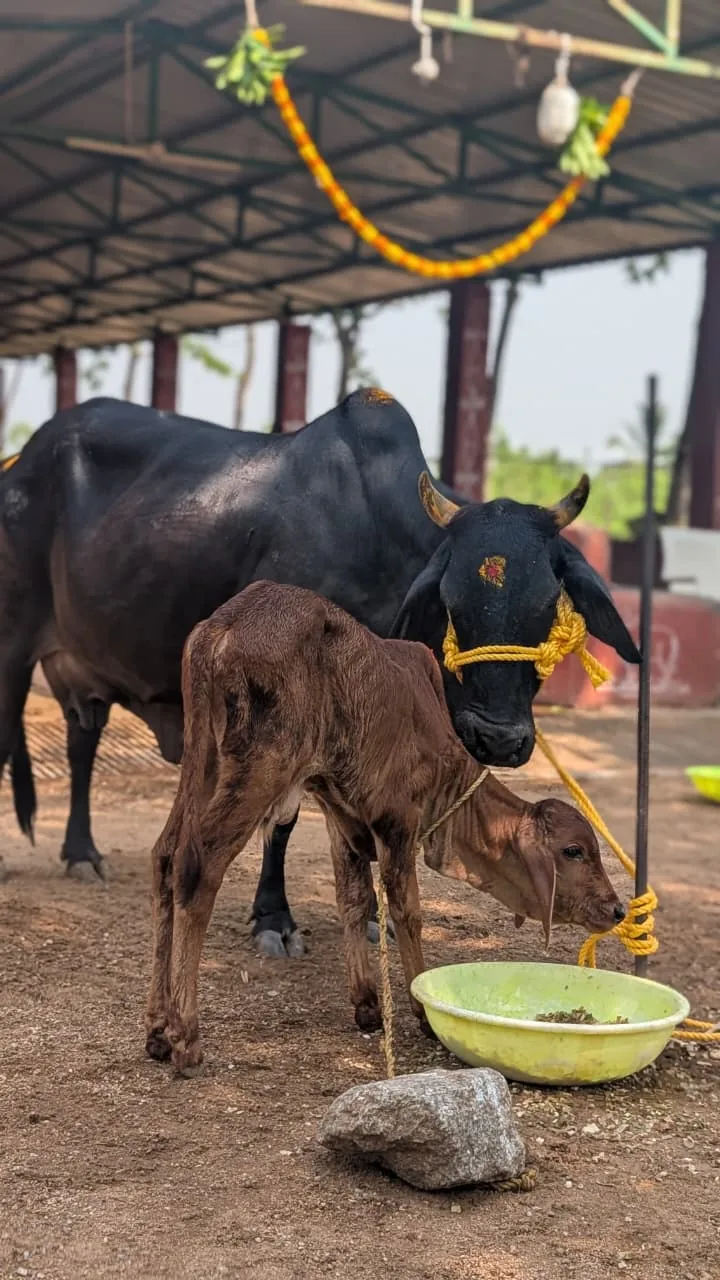 A young volunteer lovingly brushing a cow at the gaushala