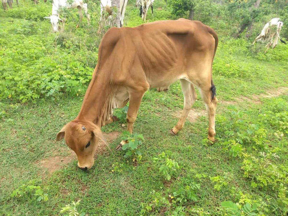A severely malnourished rescued cow at Kāmya, ribs and hip bones visible