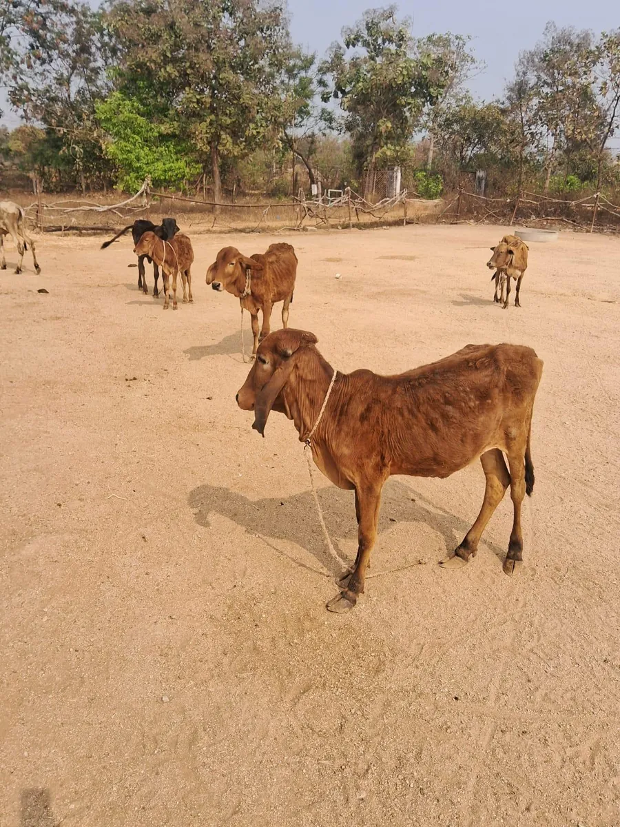 A severely malnourished rescued cow at Kāmya, ribs and hip bones visible