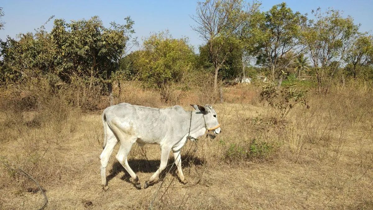 A severely malnourished rescued cow at Kāmya, ribs and hip bones visible