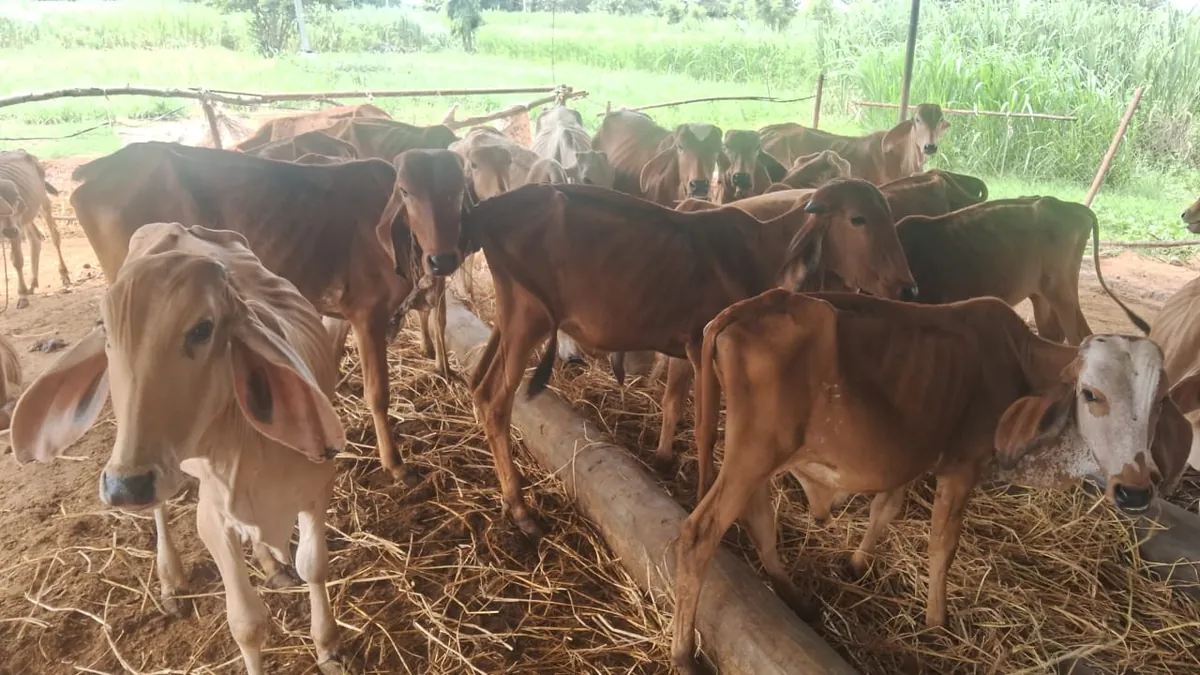 A severely malnourished rescued cow at Kāmya, ribs and hip bones visible