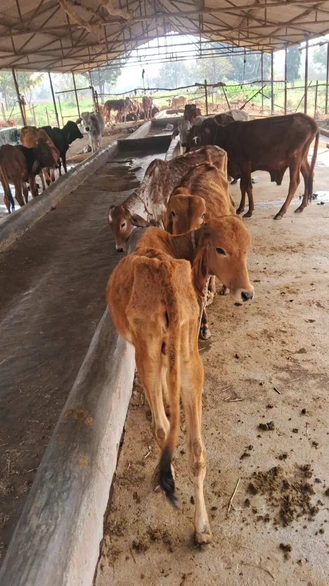 A severely malnourished rescued cow at Kāmya, ribs and hip bones visible