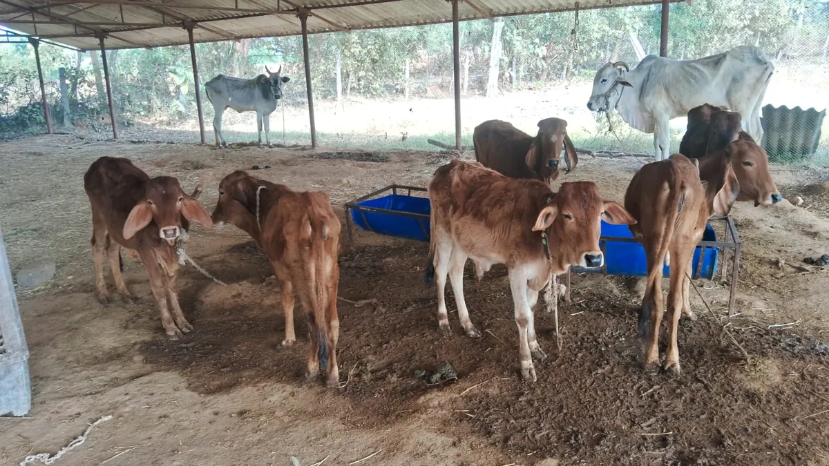 A severely malnourished rescued cow at Kāmya, ribs and hip bones visible