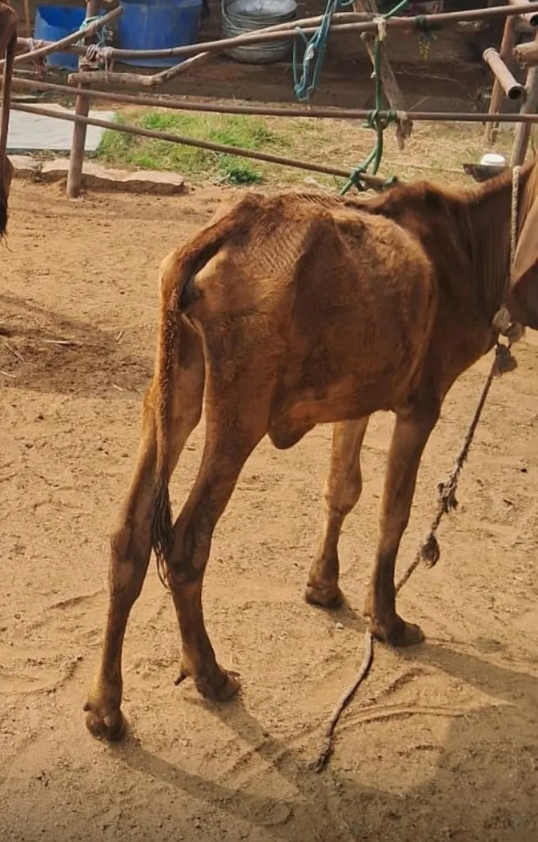 A severely malnourished rescued cow at Kāmya, ribs and hip bones visible