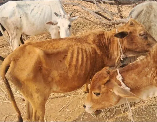 A severely malnourished rescued cow at Kāmya, ribs and hip bones visible